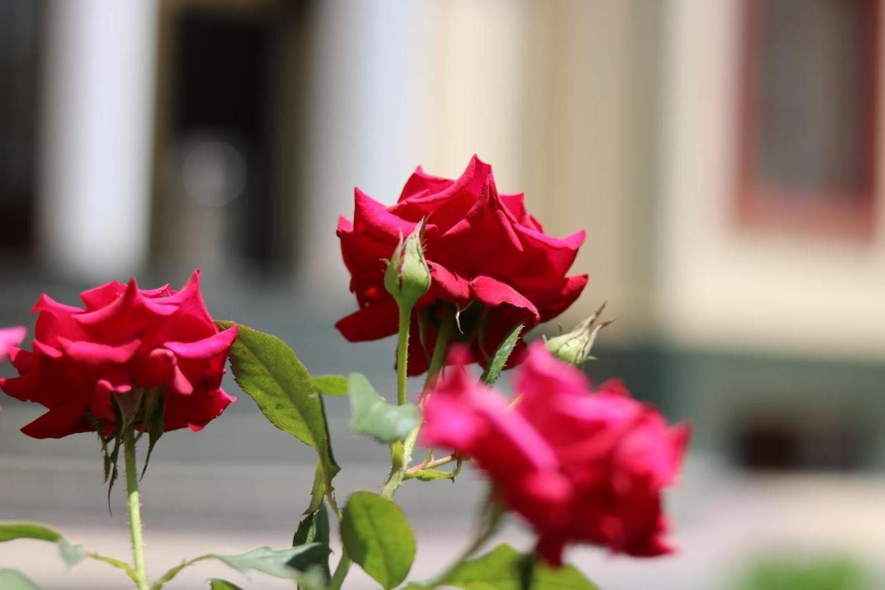 Chinor Garden Hotel - Free Airport Pick-Up And Drop-Off Taskent Exterior foto